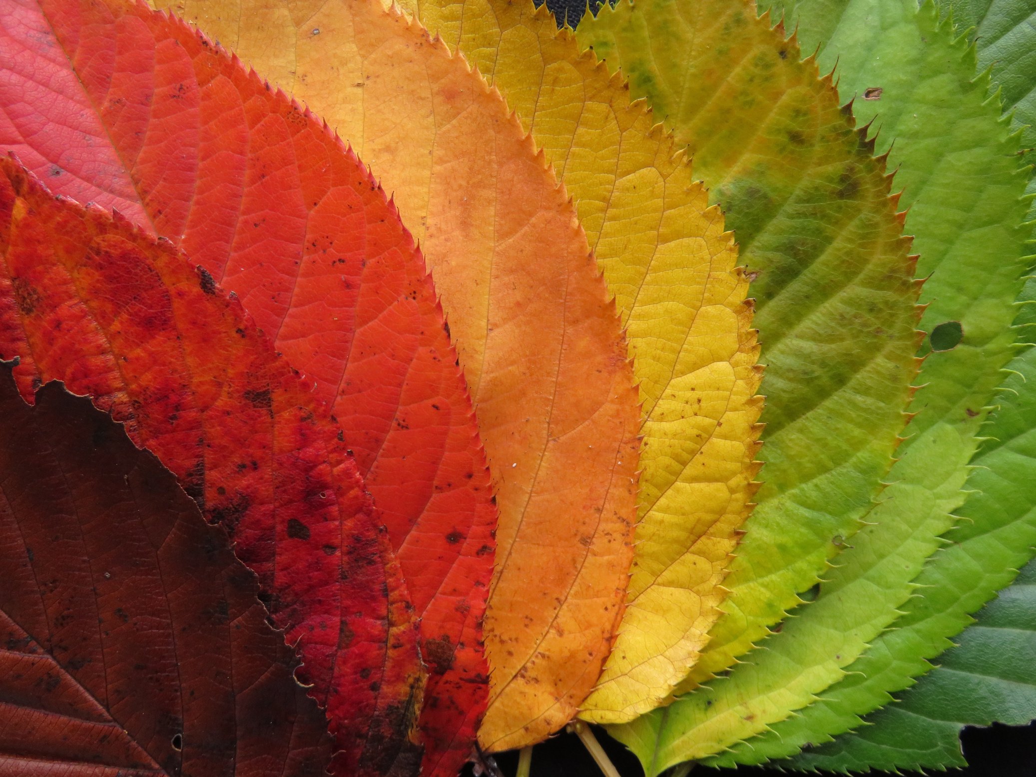 Arrangement of Autumn Leaves