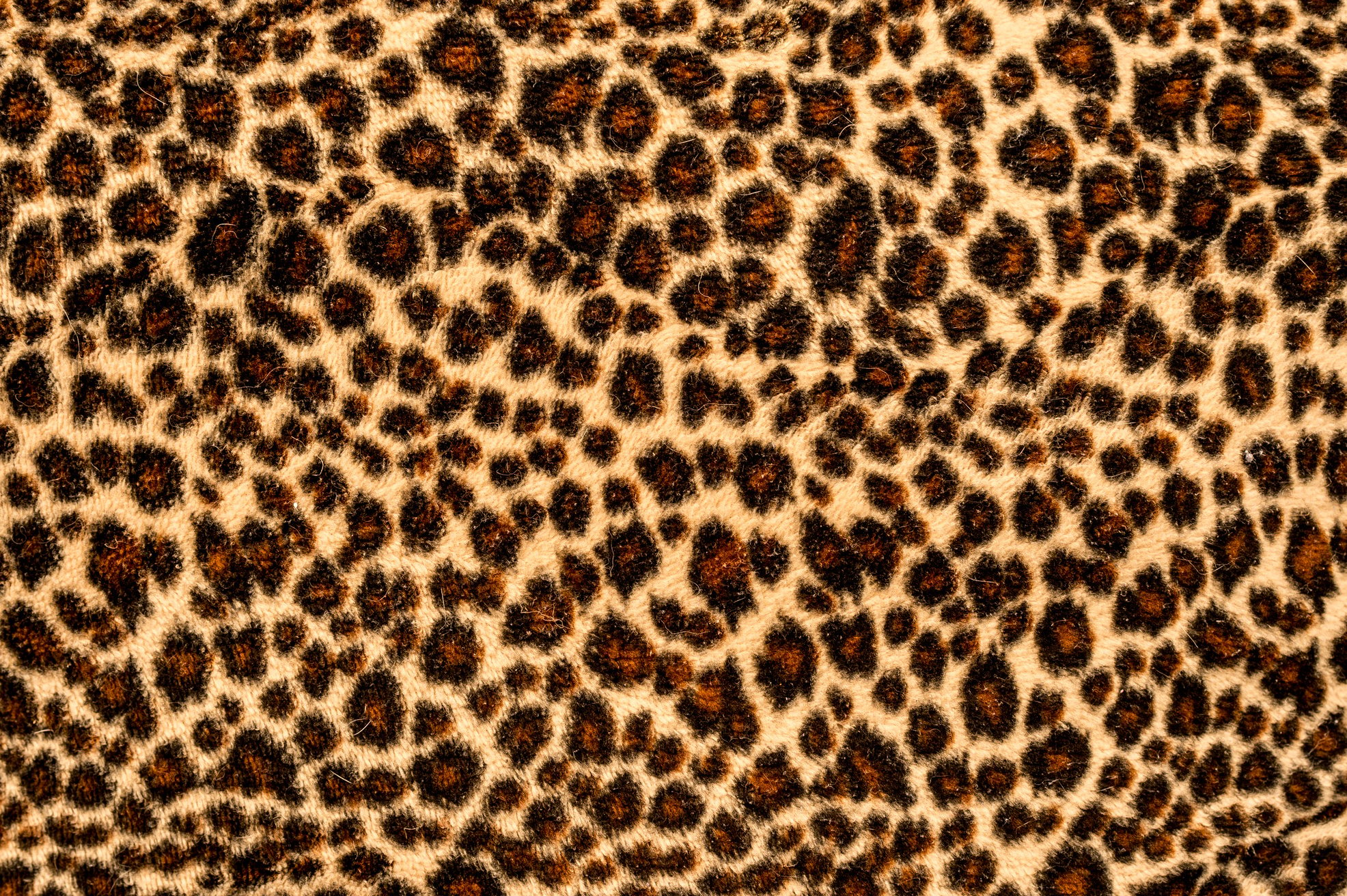 Cheetah Background